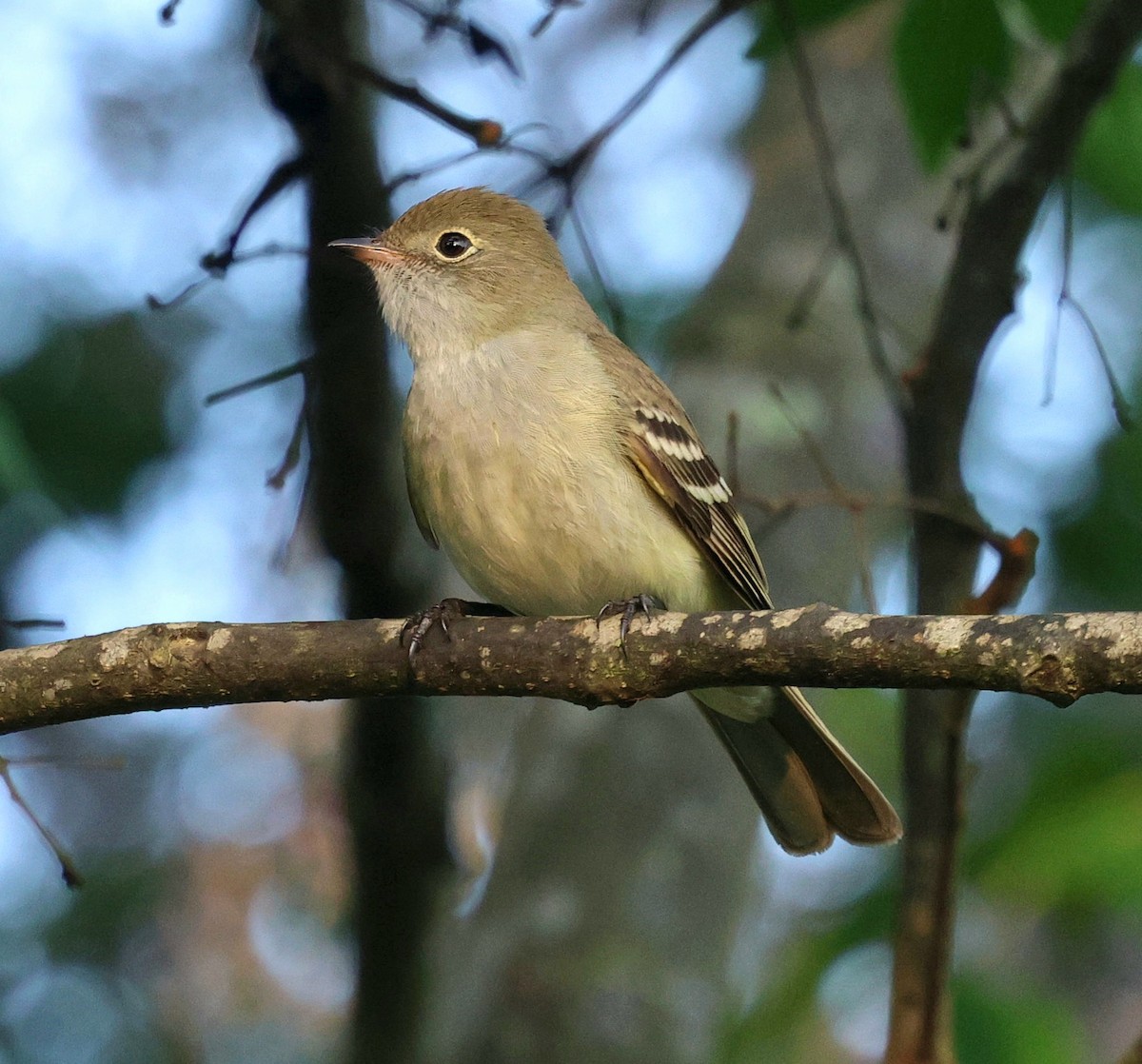 Small-billed Elaenia - ML645602951