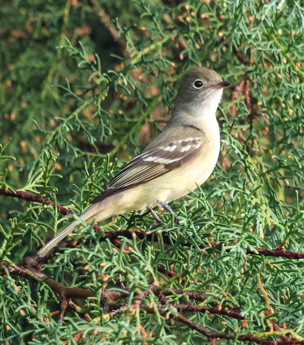 Small-billed Elaenia - ML645602952