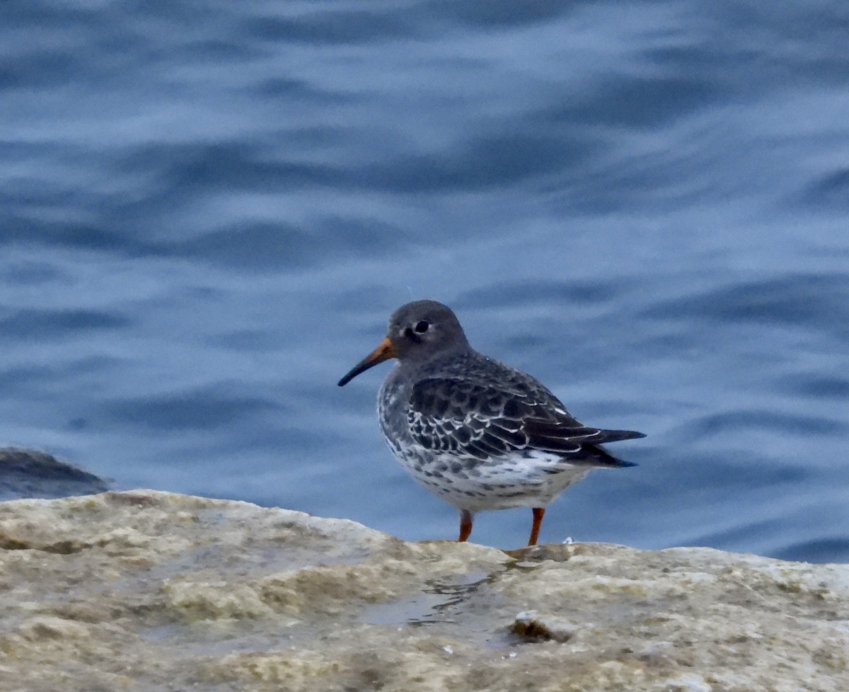 Purple Sandpiper - ML645602959