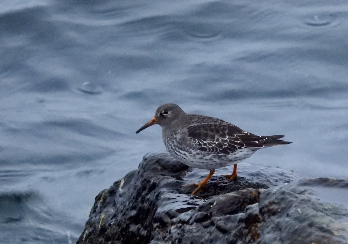 Purple Sandpiper - ML645602960