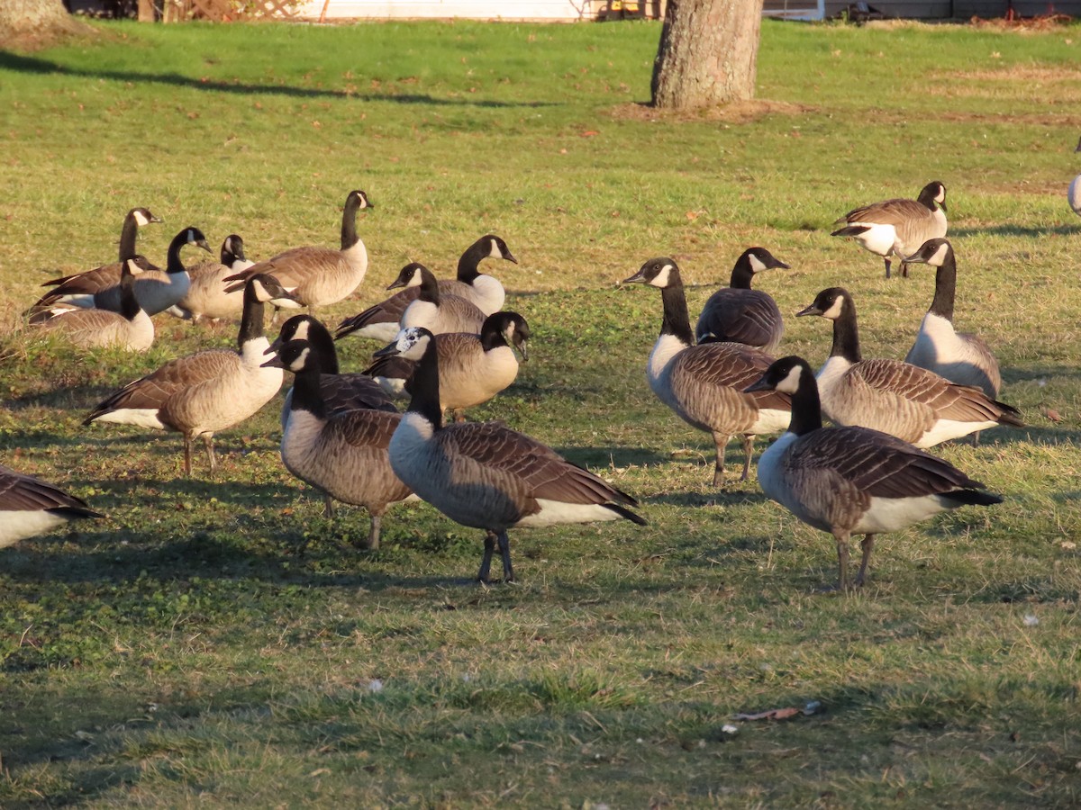 Canada Goose - ML645602970