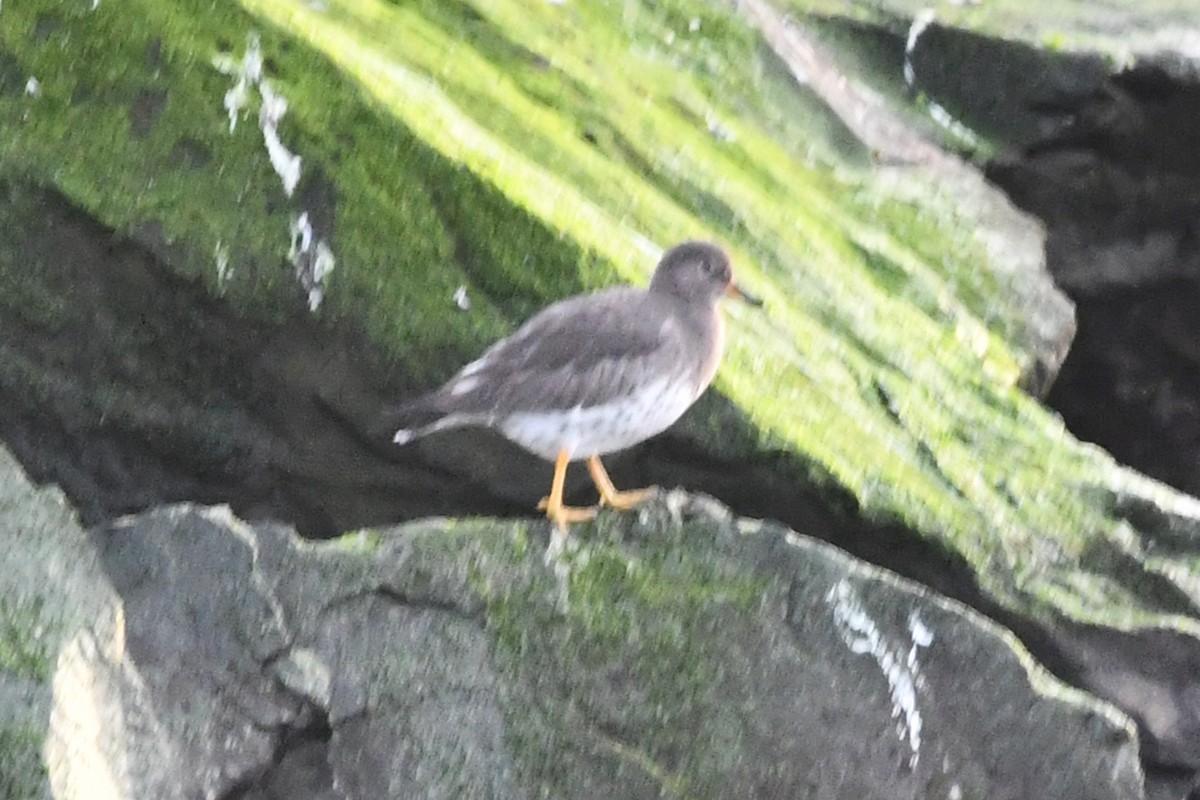 Surfbird - ML645602973
