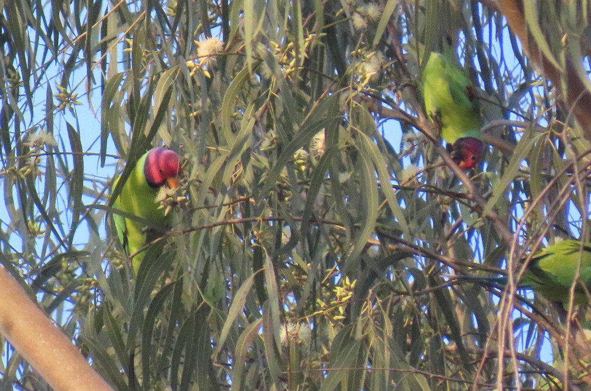 コセイインコ - ML645602990