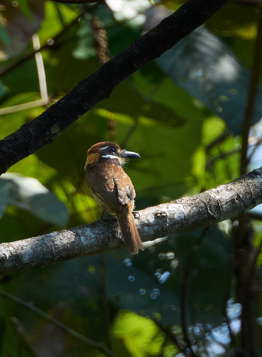 Chestnut-capped Puffbird - ML645602993