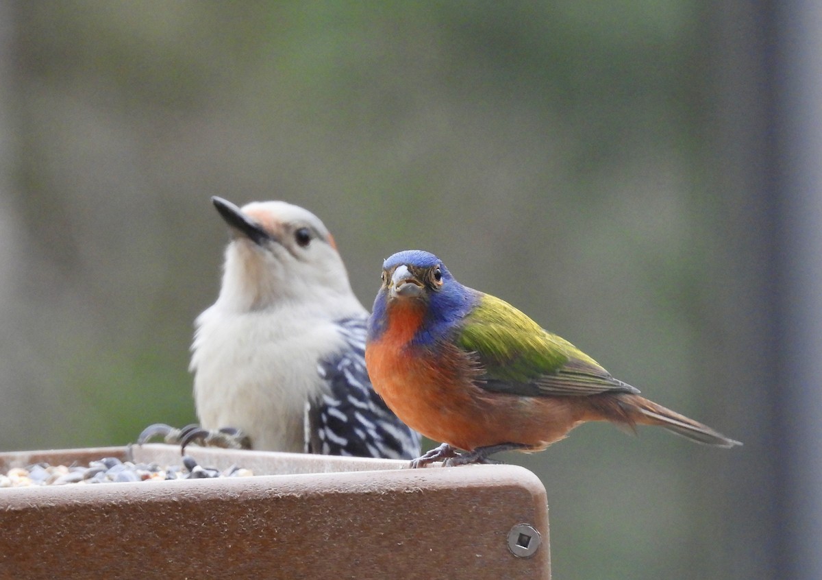 Boyalı Çinte - ML645602998