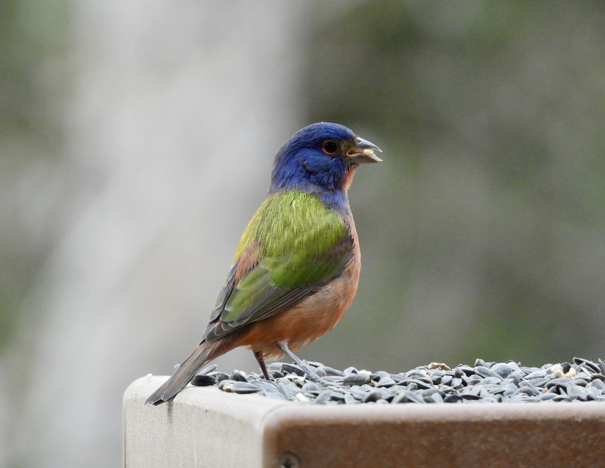 Boyalı Çinte - ML645602999