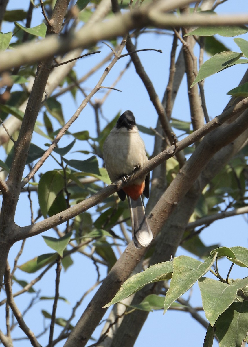 Sooty-headed Bulbul - ML645603006