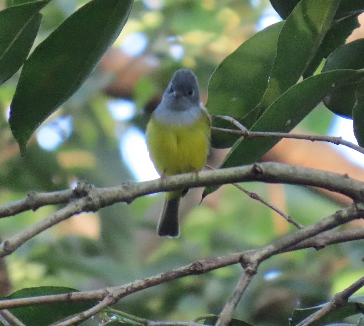 Сероголовая комароловка - ML645603007