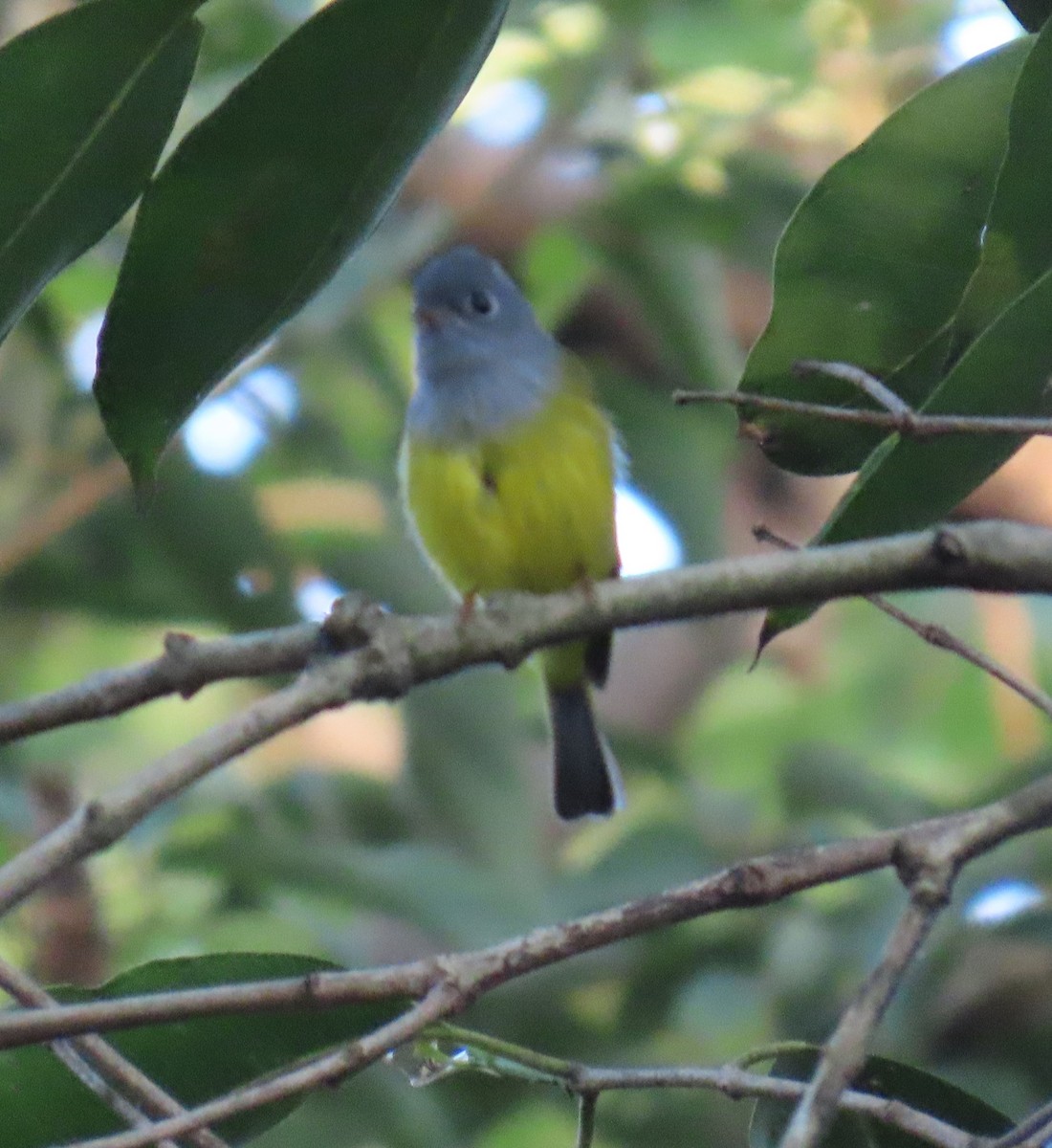 Сероголовая комароловка - ML645603008