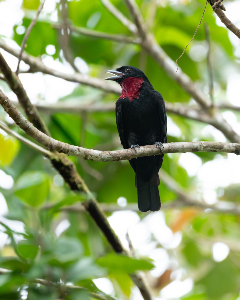 Purple-throated Fruitcrow - ML645603014