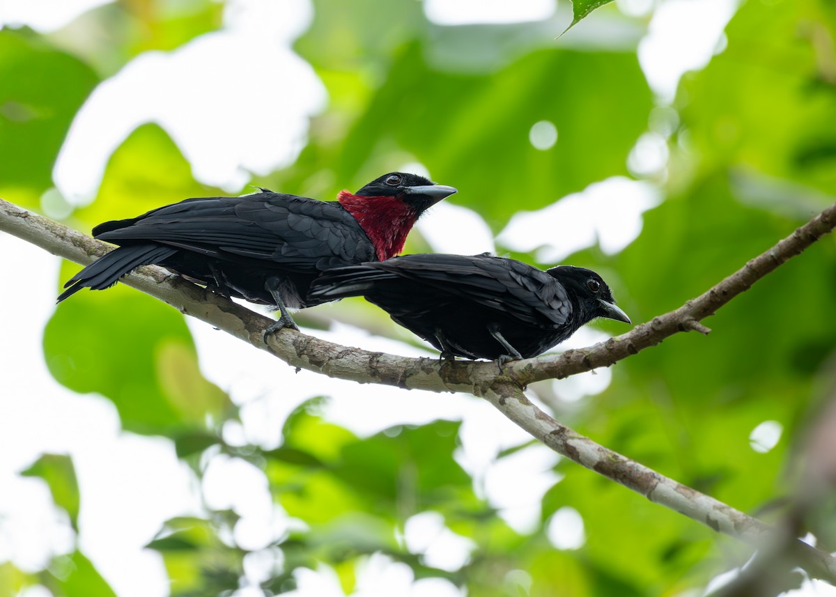 Purple-throated Fruitcrow - ML645603015