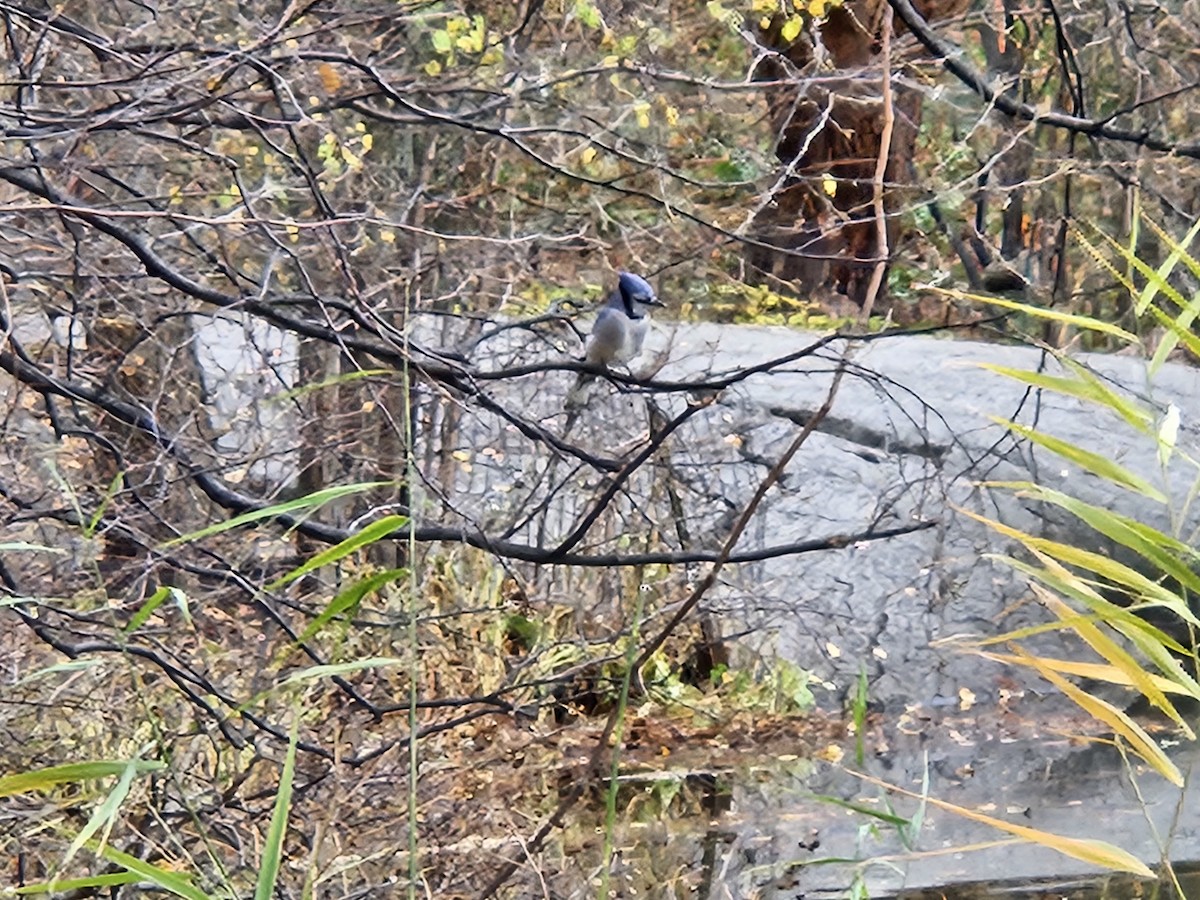 sojka chocholatá - ML645603018