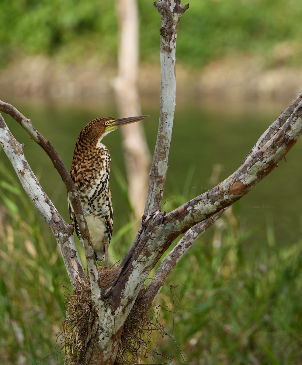 bukač červenavý - ML645603046