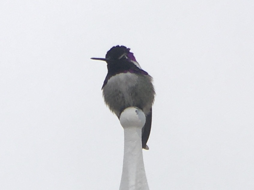 Costa's Hummingbird - ML645603051