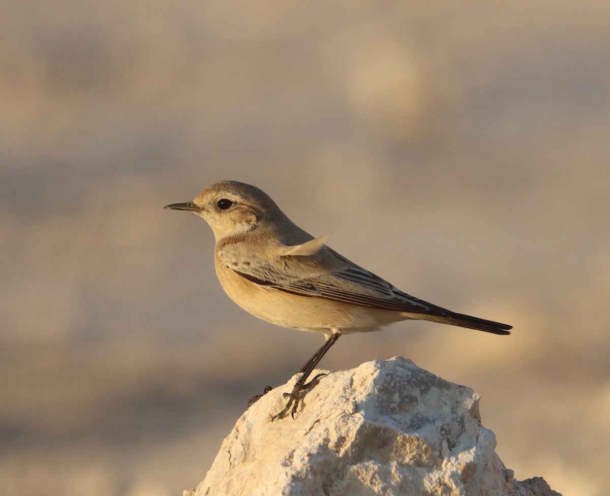 Desert Wheatear - ML645603053