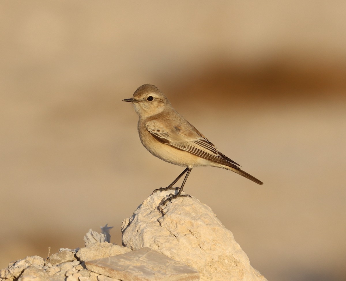 Desert Wheatear - ML645603054
