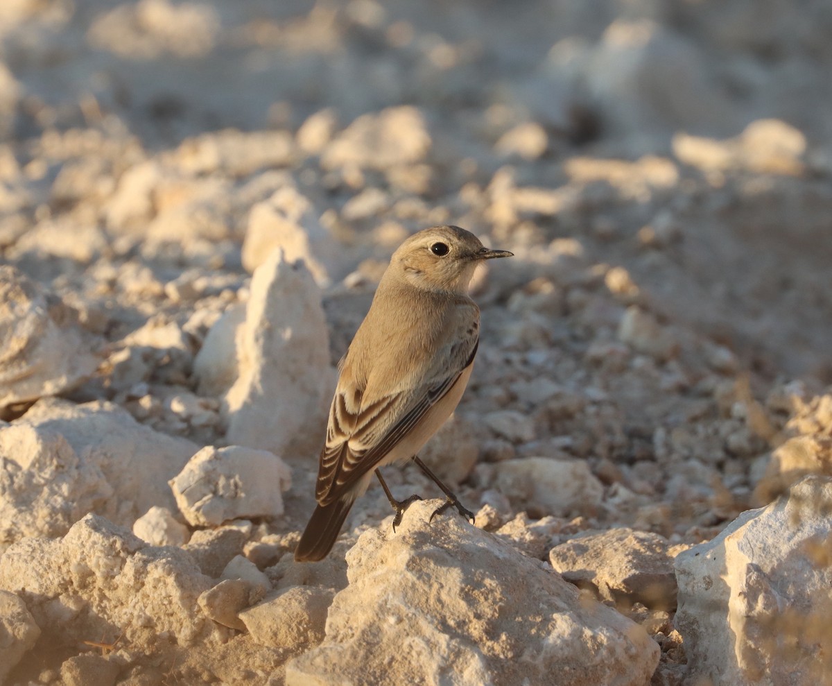 Desert Wheatear - ML645603055