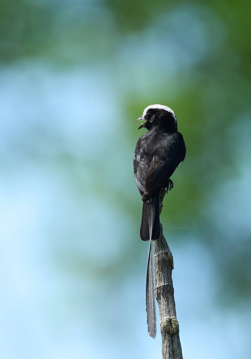 Long-tailed Tyrant - ML645603067