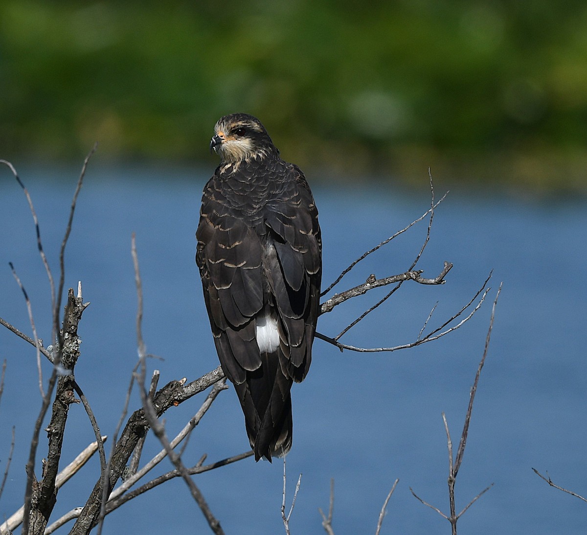 Snail Kite - ML645603073