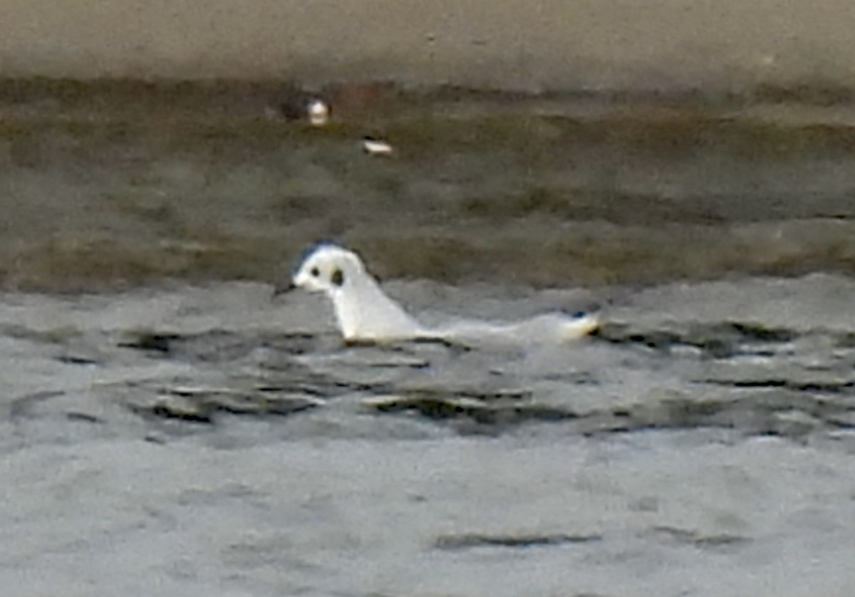 Bonaparte's Gull - ML645603074