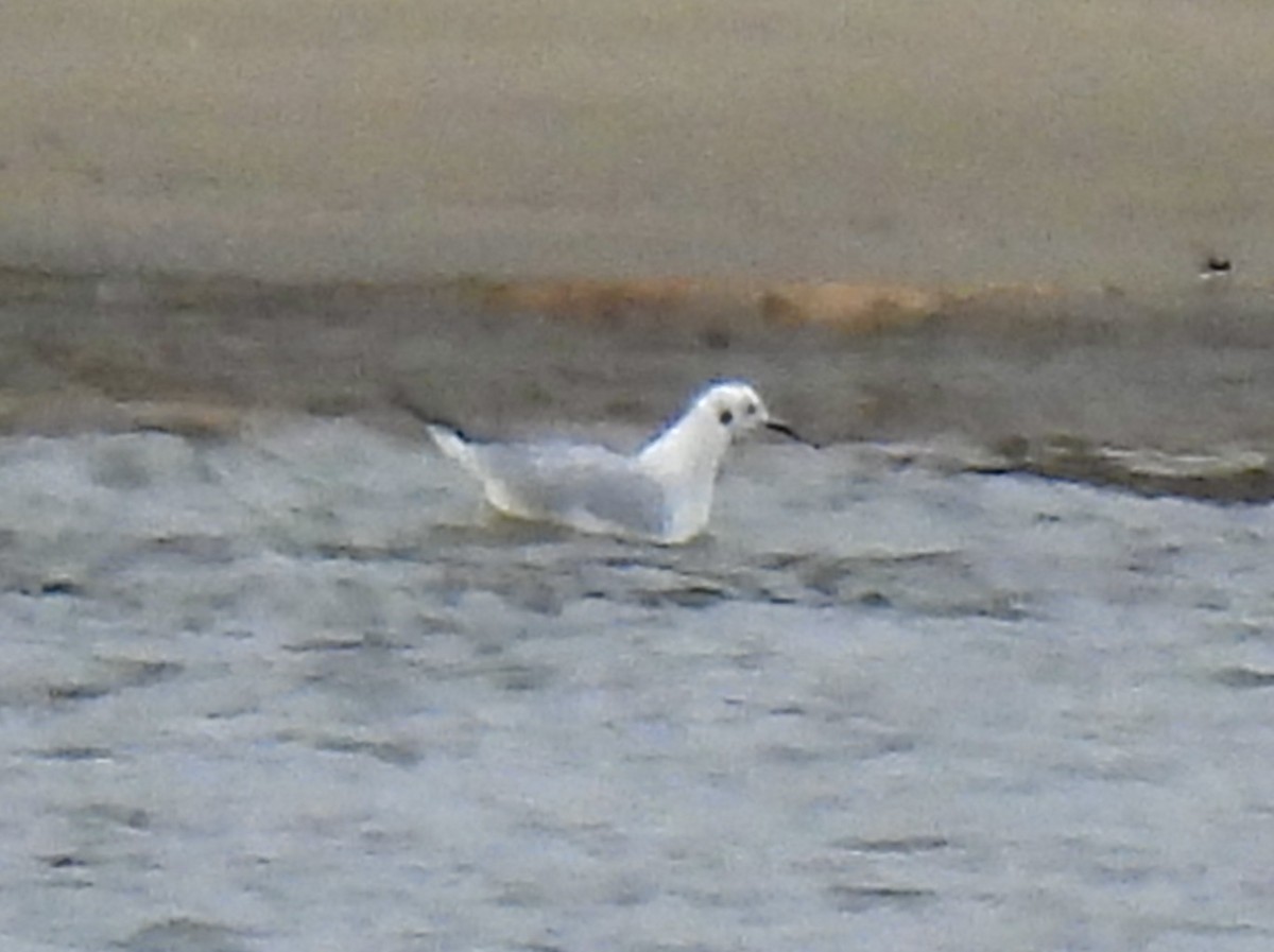 Bonaparte's Gull - ML645603075