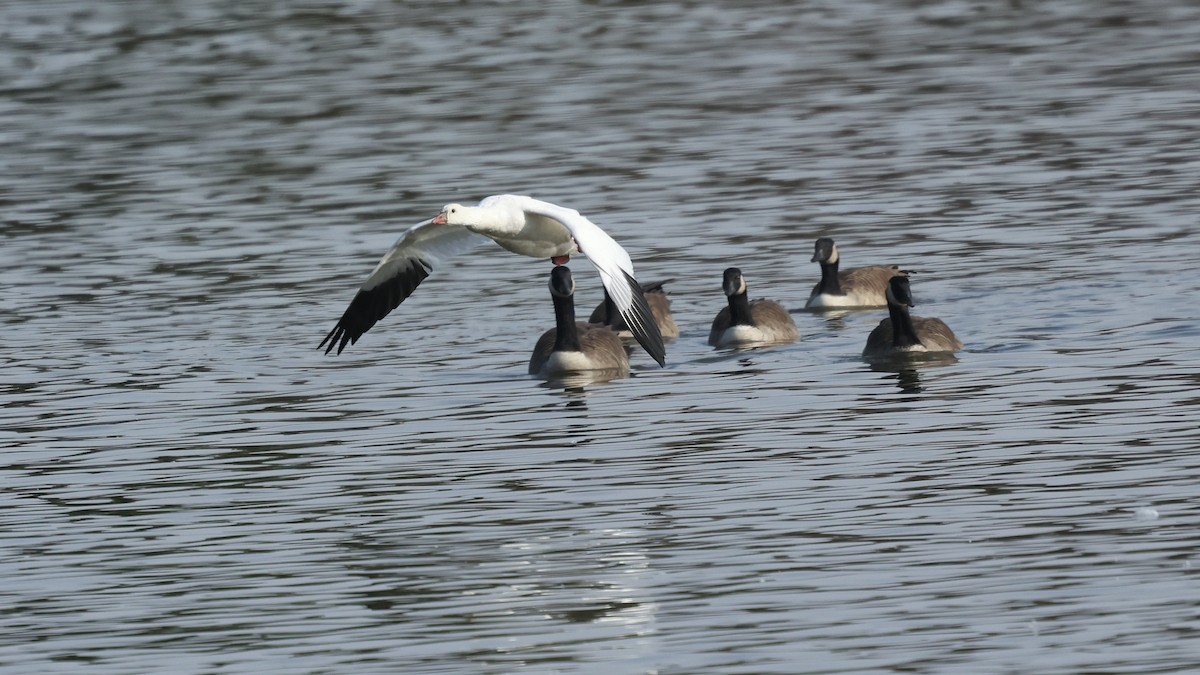 Ross's Goose - ML645603079
