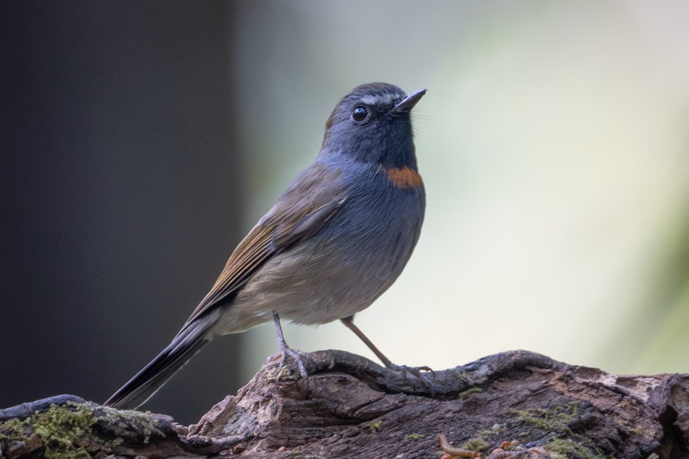 Rufous-gorgeted Flycatcher - ML645603081