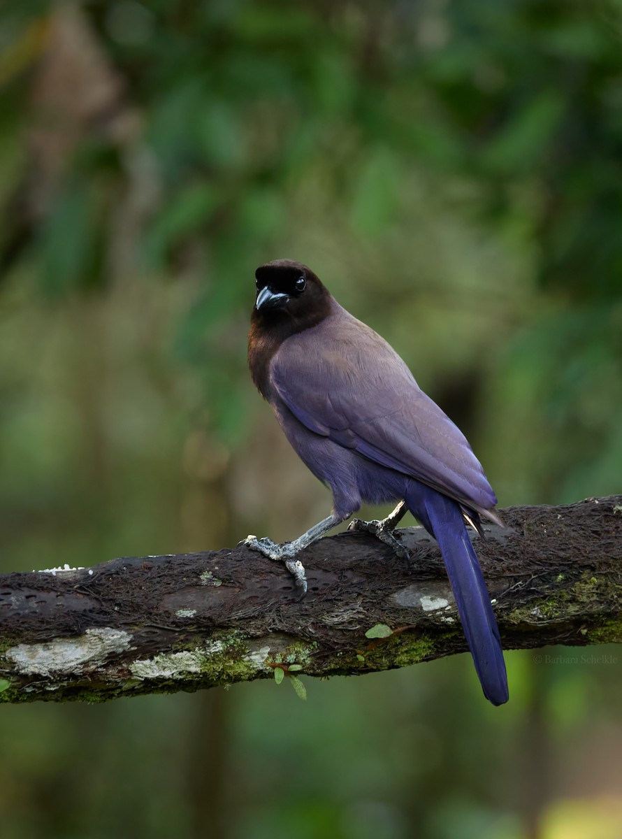 sojka lesní - ML645603087