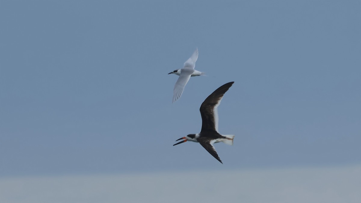 Black Skimmer - ML645603092