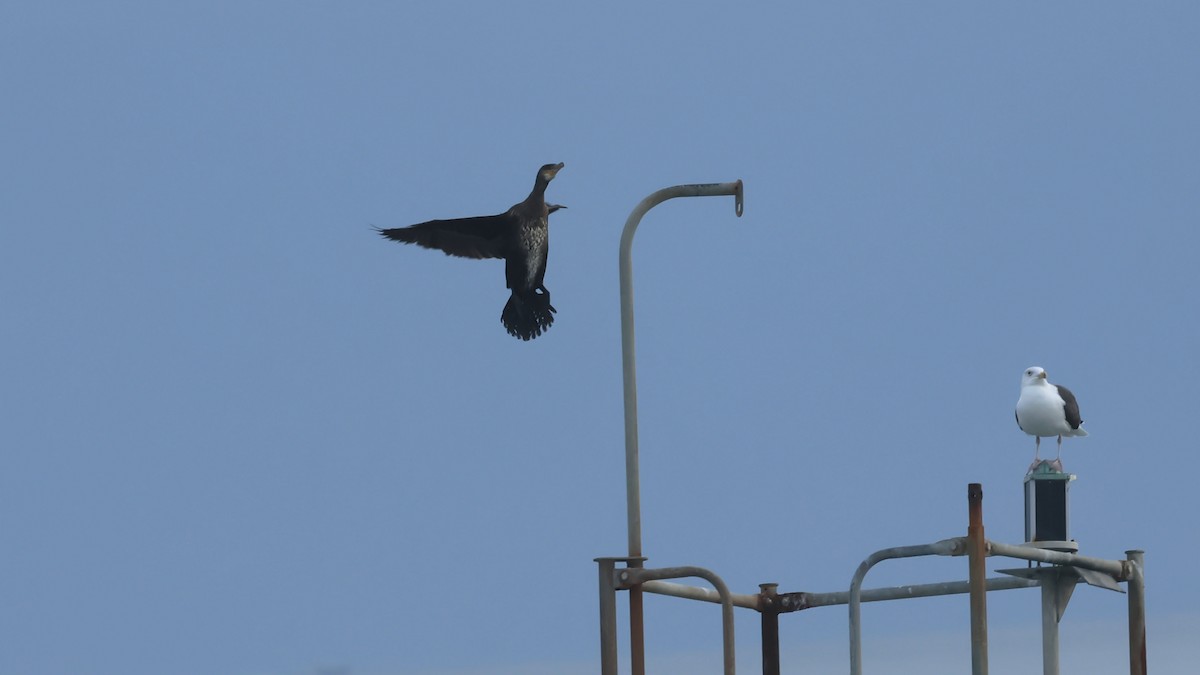 Great Cormorant - ML645603095