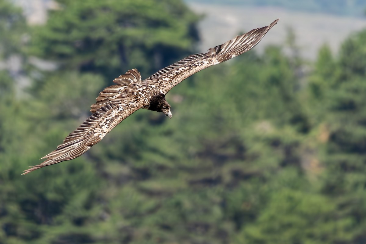 orlosup bradatý - ML645603097