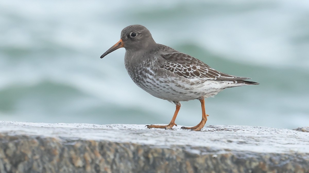 Purple Sandpiper - ML645603101