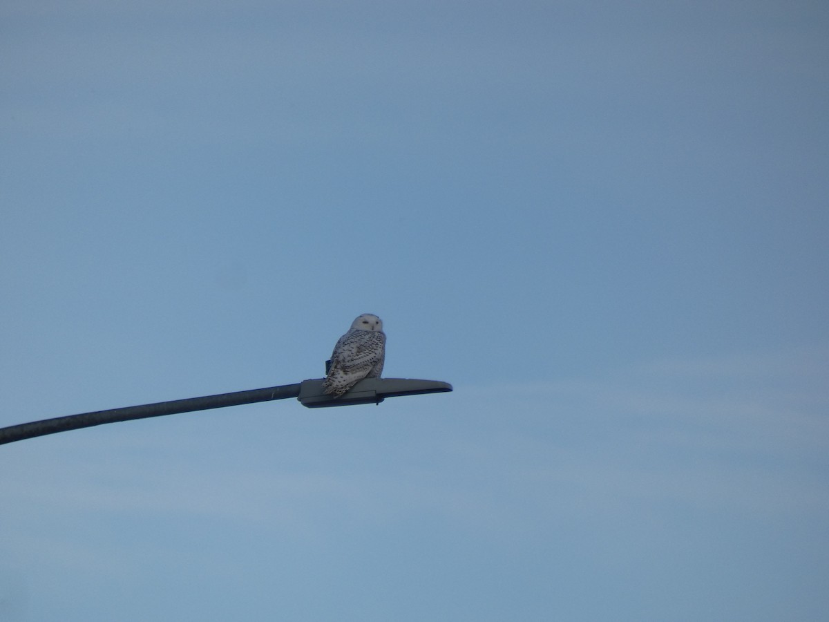 Snowy Owl - ML645603102