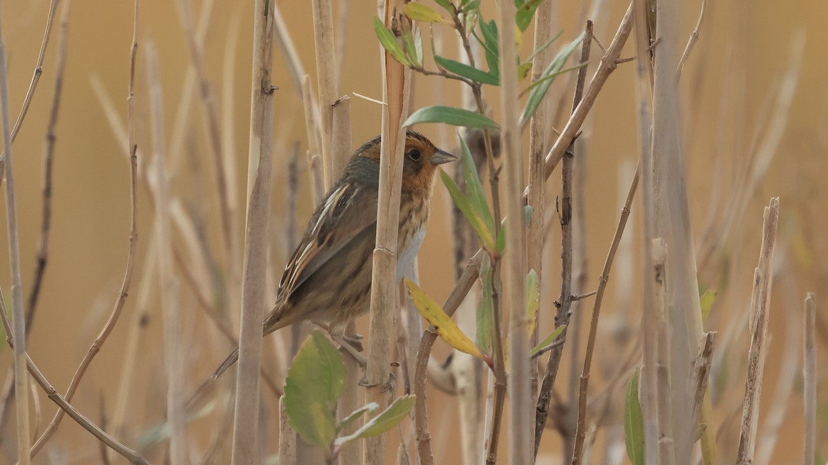 Nelson's Sparrow - ML645603105