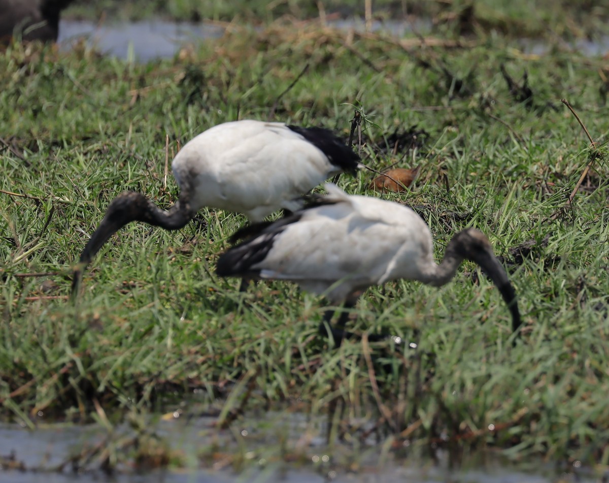 helligibis - ML645603118