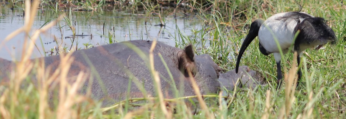 helligibis - ML645603119