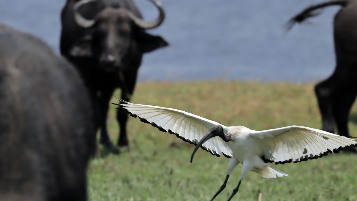 helligibis - ML645603120