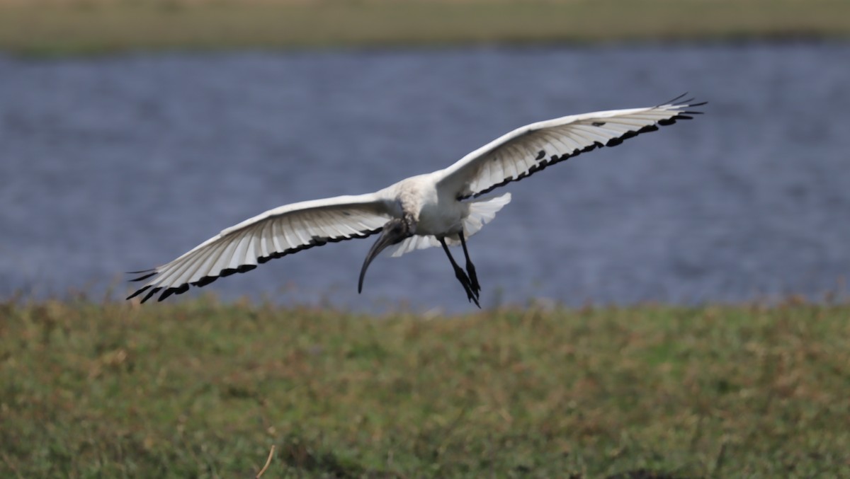 helligibis - ML645603121