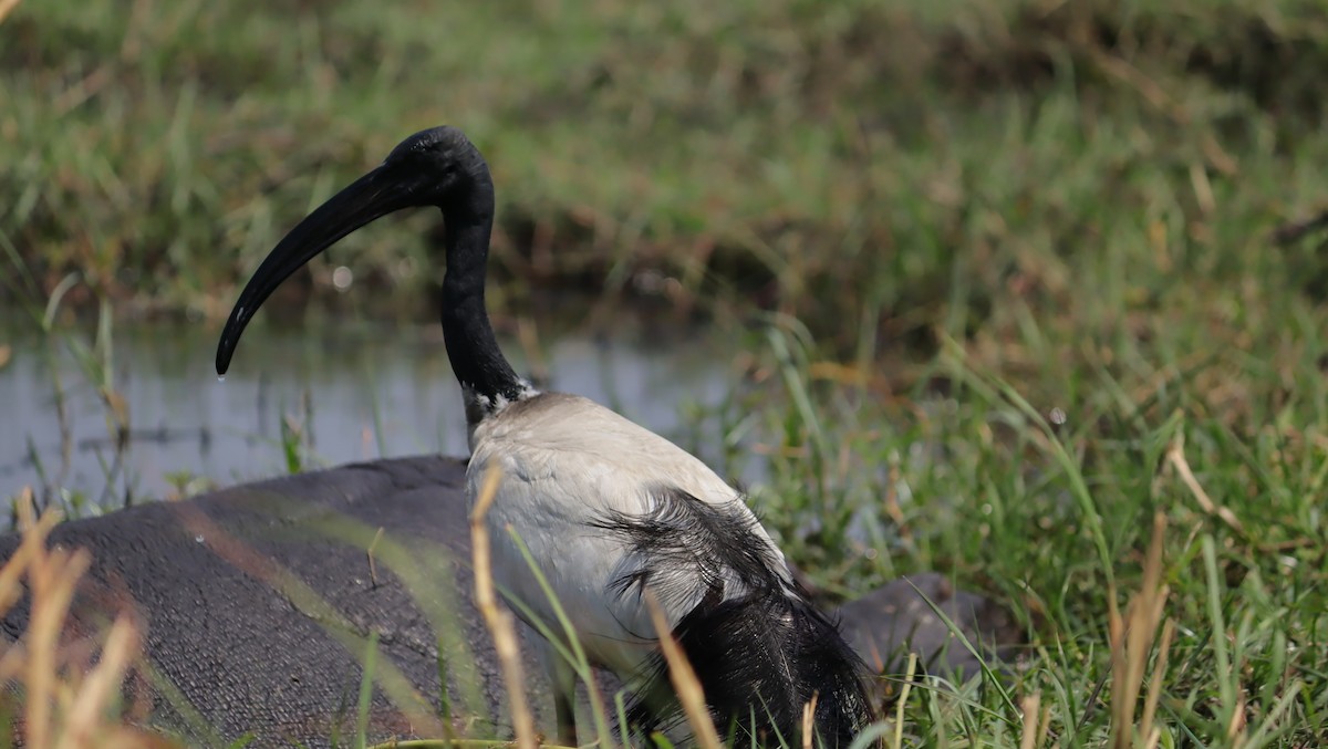 helligibis - ML645603122