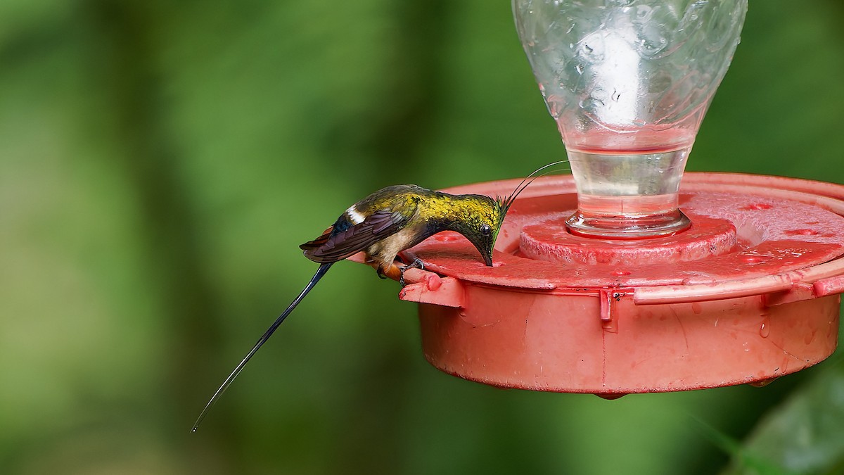 topptrådstjert - ML645603123