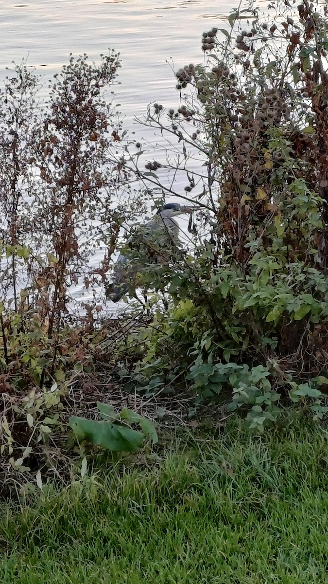 gråhegre - ML645603124