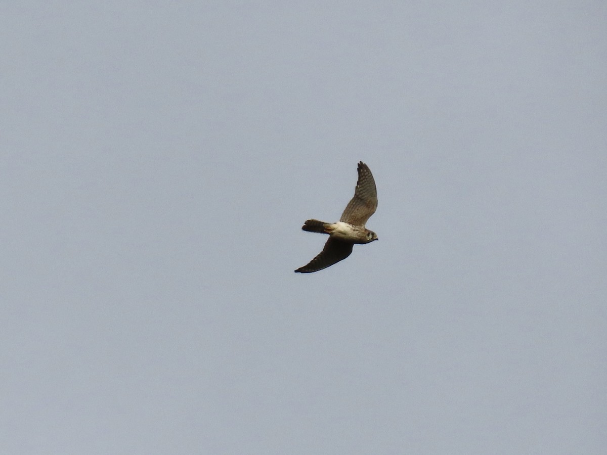 spurvefalk - ML645603131