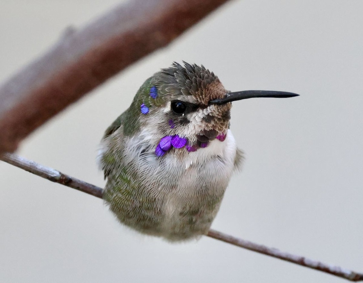 ørkenkolibri - ML645603133