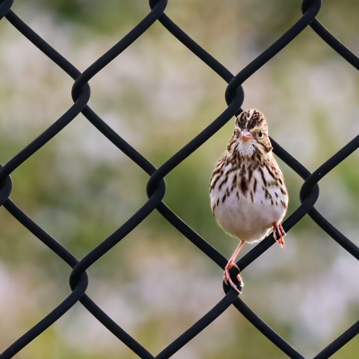 musespurv - ML645603134