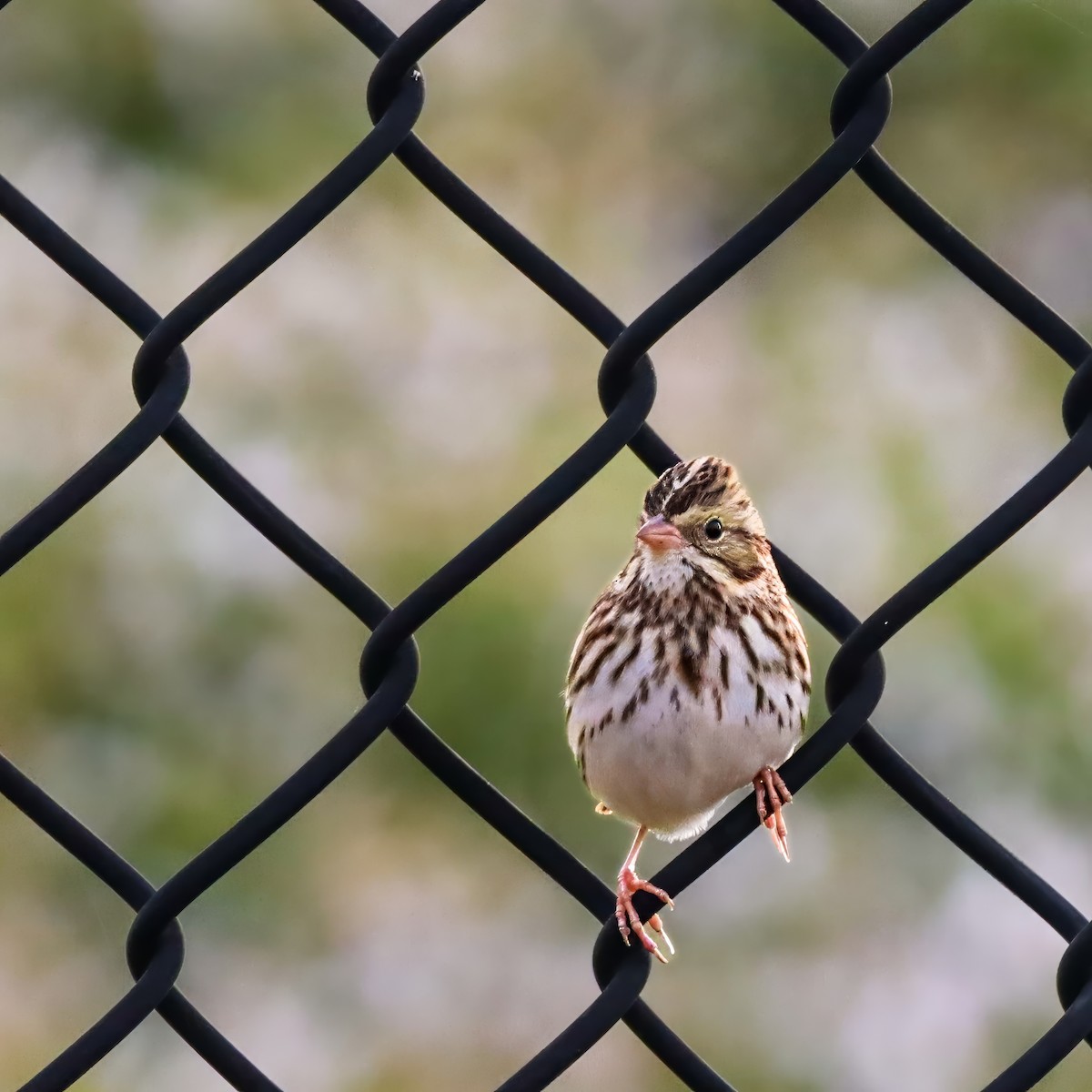 musespurv - ML645603135