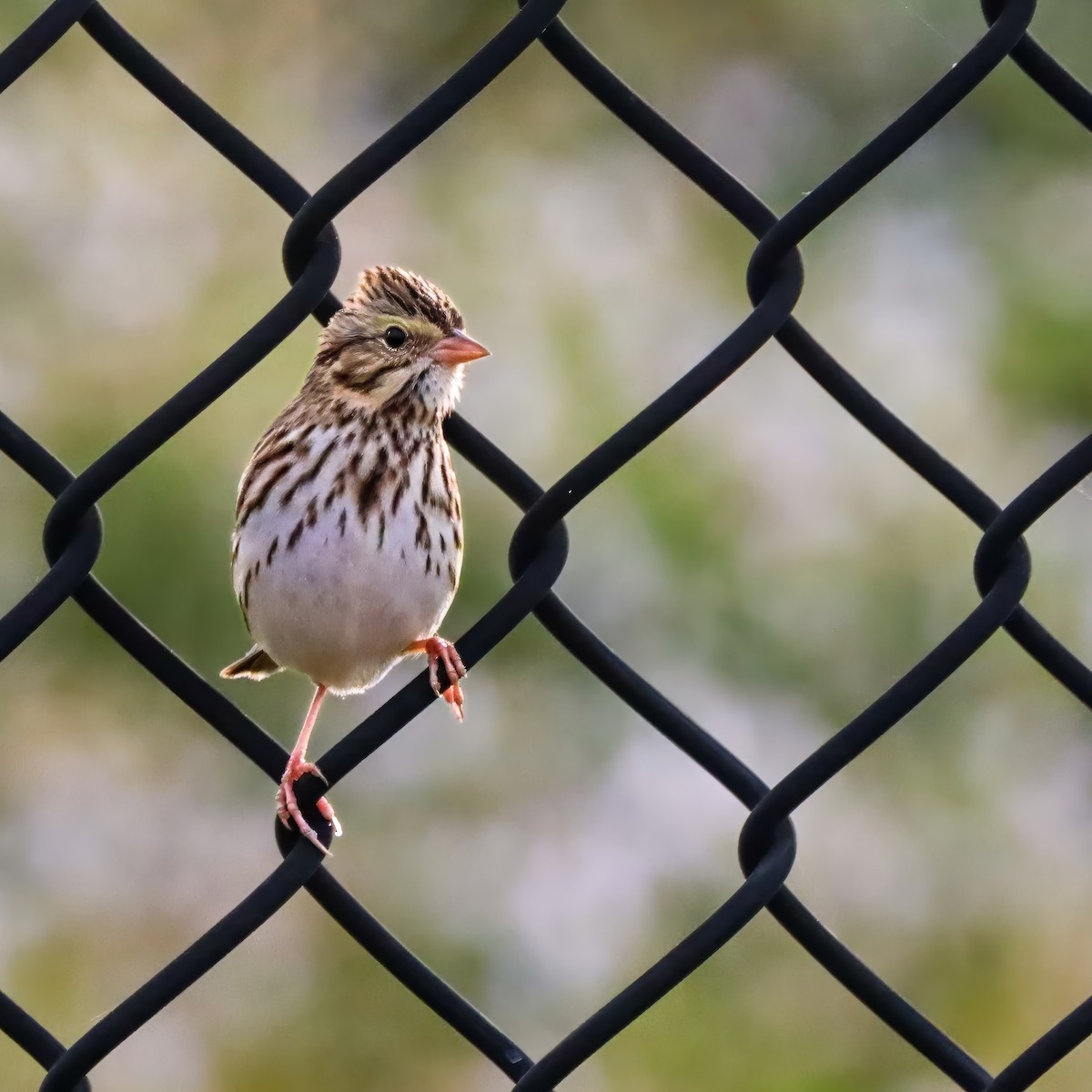 musespurv - ML645603136