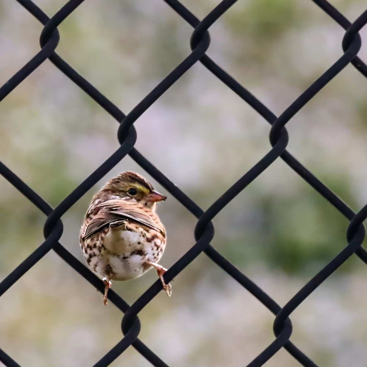 musespurv - ML645603137