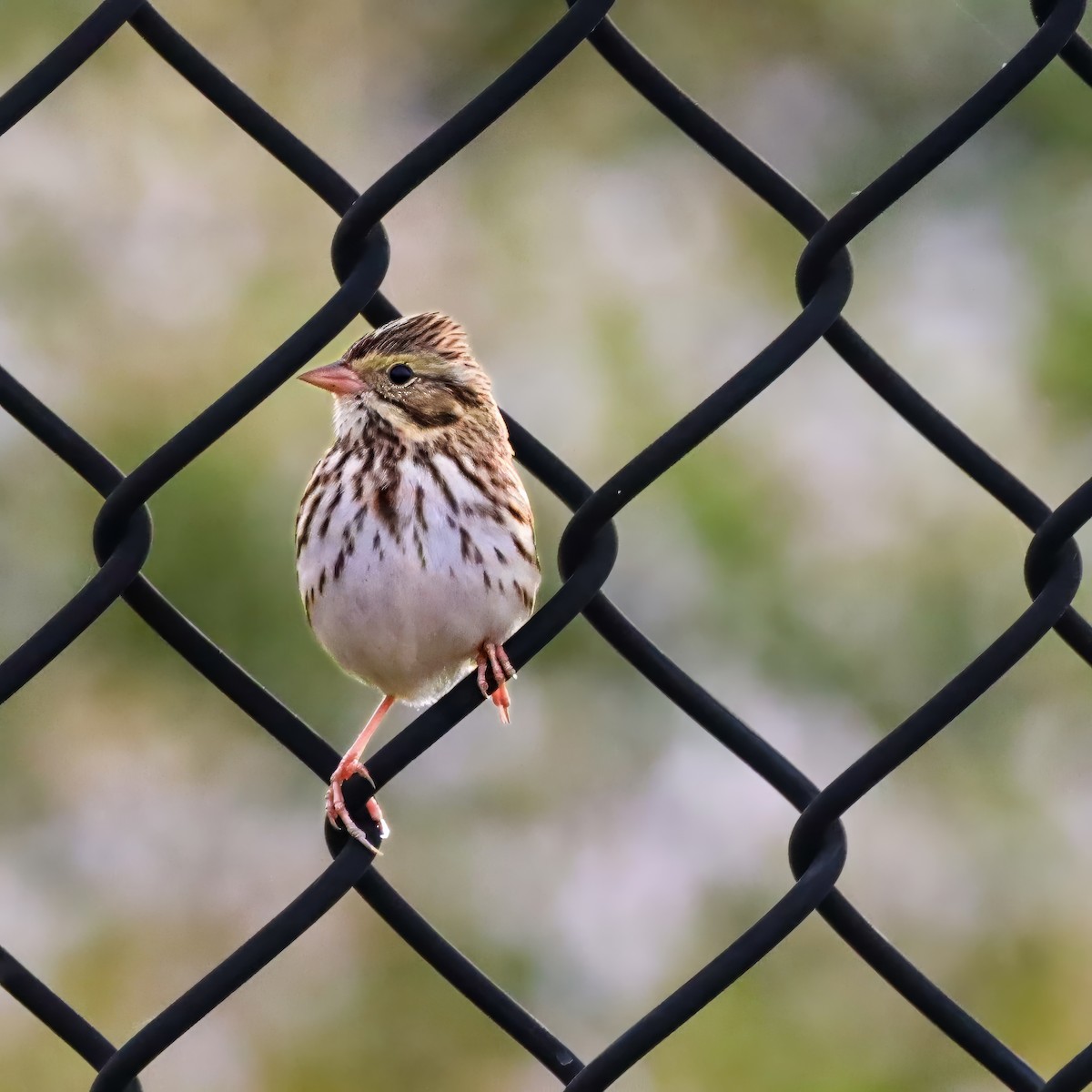 musespurv - ML645603138