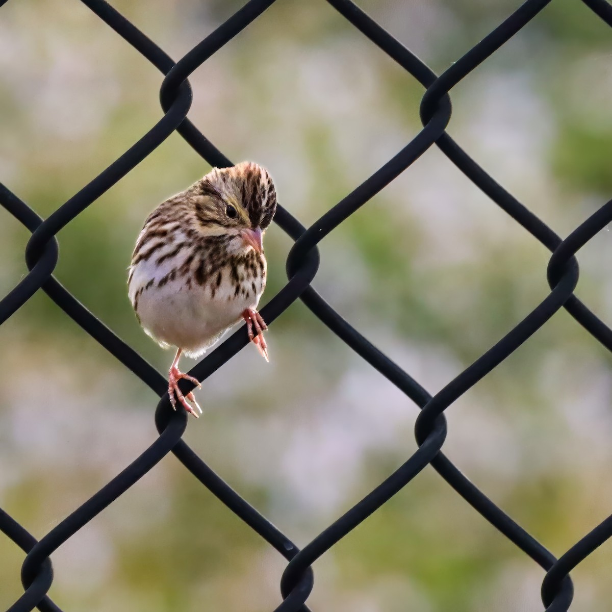 musespurv - ML645603139