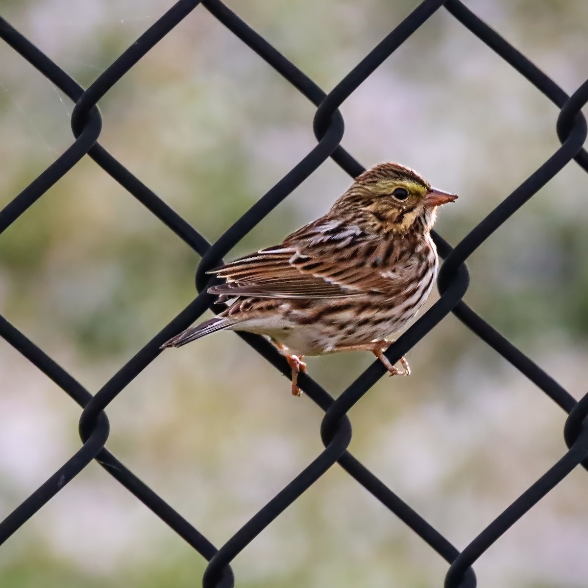 musespurv - ML645603140